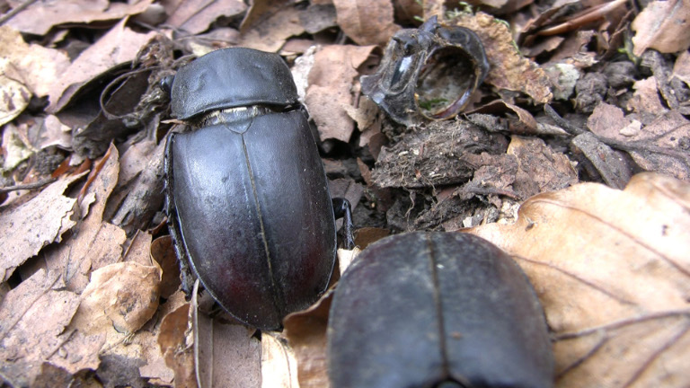 Resti di Lucanus sp.